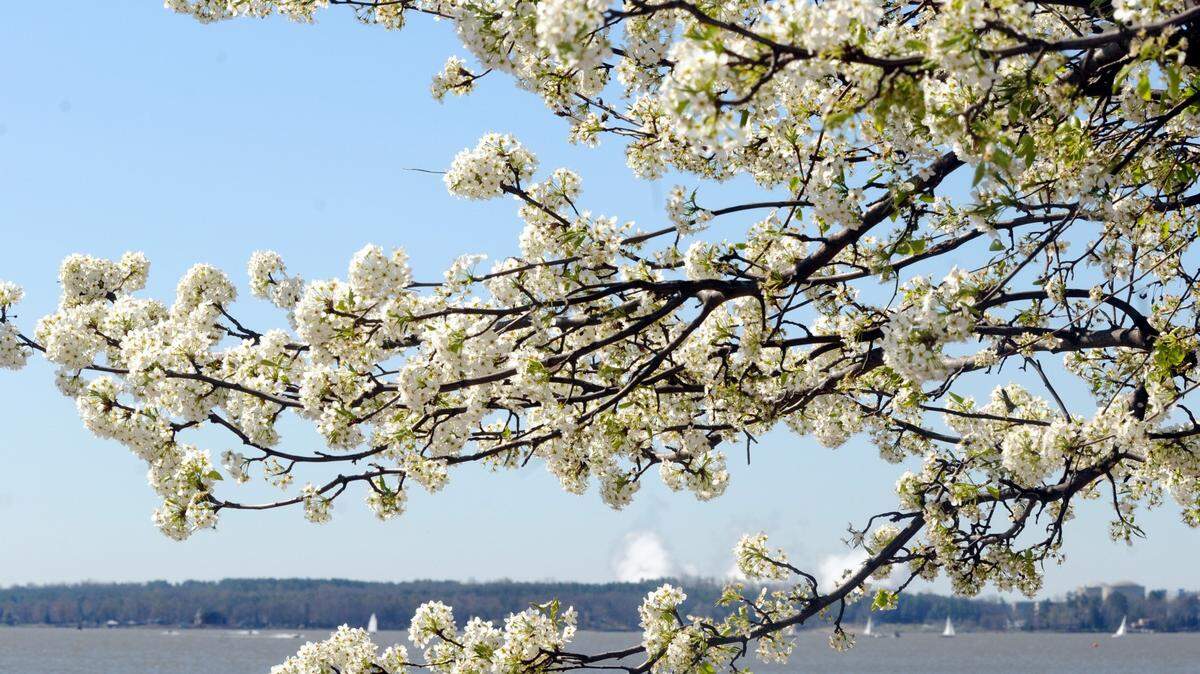 Branches of a tree in full blossom hover over Lake Wylie from the banks of Sout Pointe Park at River Hills in Lake Wylie on the first day of Spring.