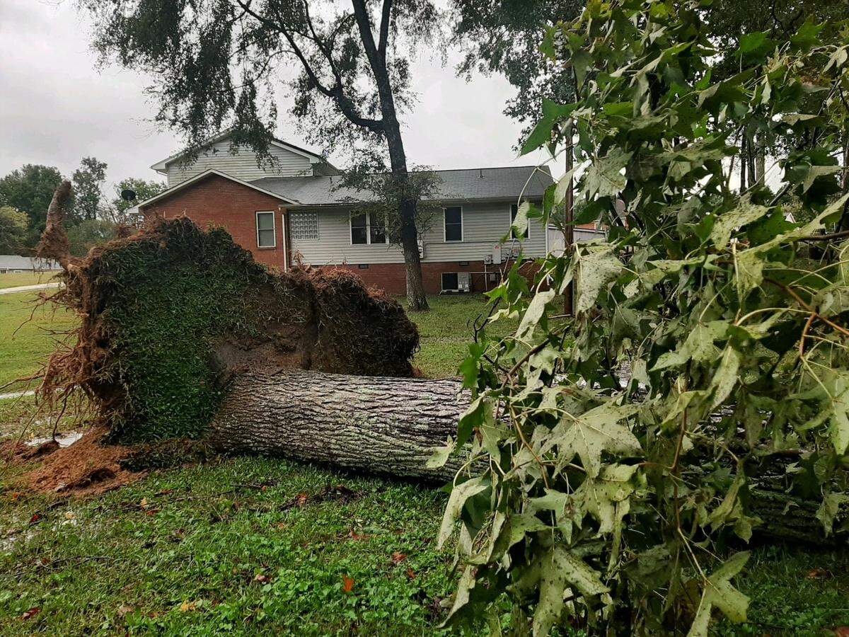 A large tree fell in Fort Mill from Helene’s rains and wind, nearly hitting a home in the Dobys Bridge Road area.