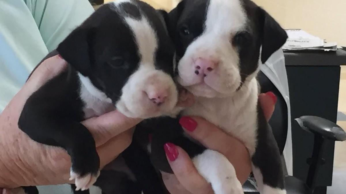 A Rock Hill police officer rescued 2 black and white puppies from a hot car on Wednesday.