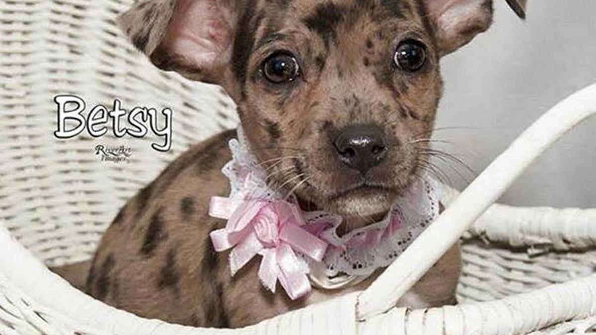 
This is Betsy, a gray dappled Chihuahua mix who is approximately 14 weeks old and 4 pounds. She was stolen Sunday from the Humane Society of York County in Fort Mill.
