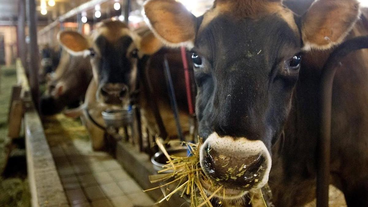 Methane, like that produced at cattle farms, is a potent greenhouse gas that contributes to global warming.