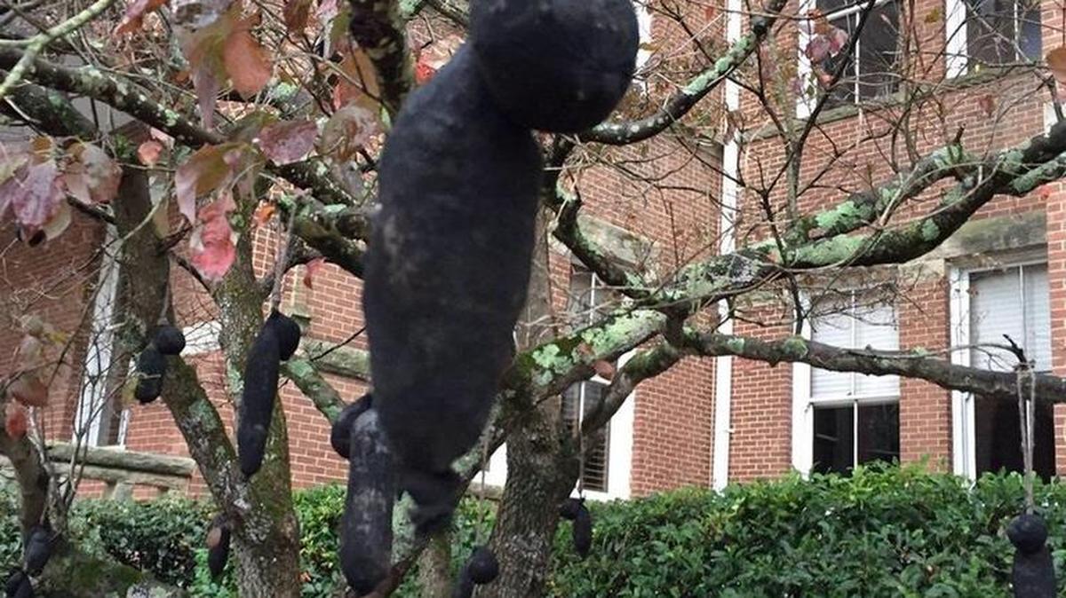 This figure was one of “numerous” objects campus police said they found hanging in a tree in vandalism at Winthrop University’s Tillman Hall.