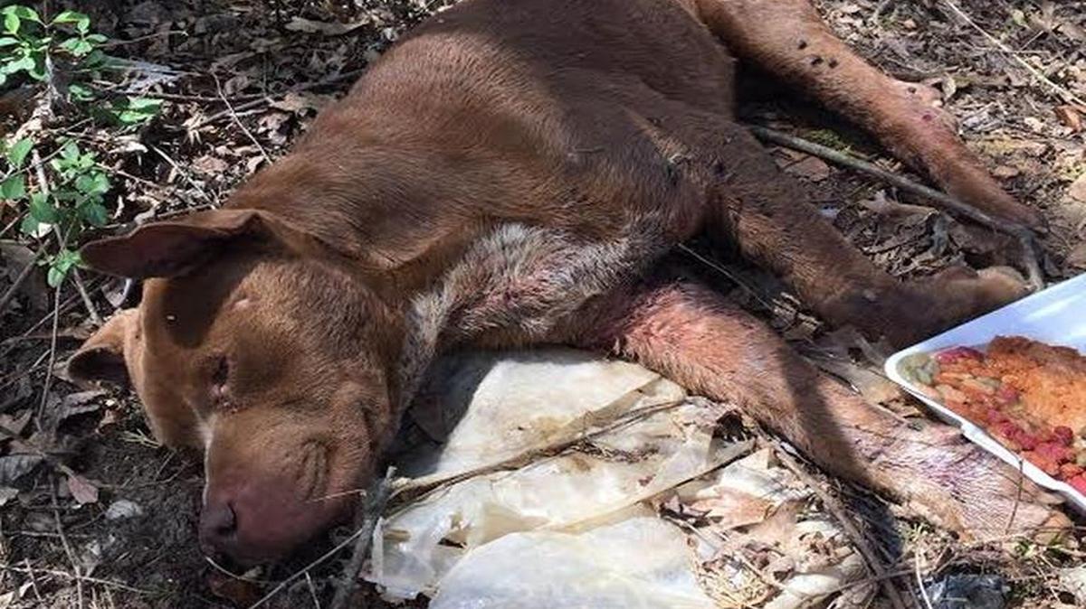 Rambo, a pitbull mix, was found severely injured in a wooded area off Vernsdale Road in Rock Hill last week. Rescue and veterinary officials believe he was used as a “bait dog” in dog fighting.
