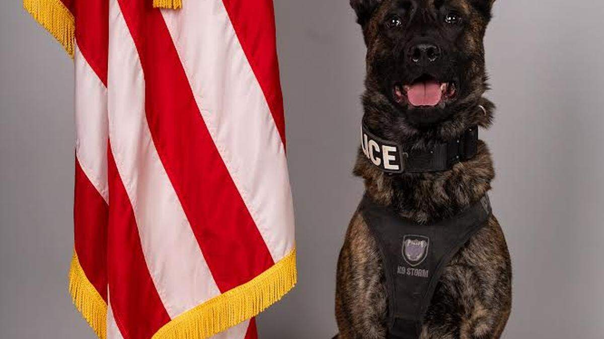Rock Hill, South Carolina, police dog Apollo.