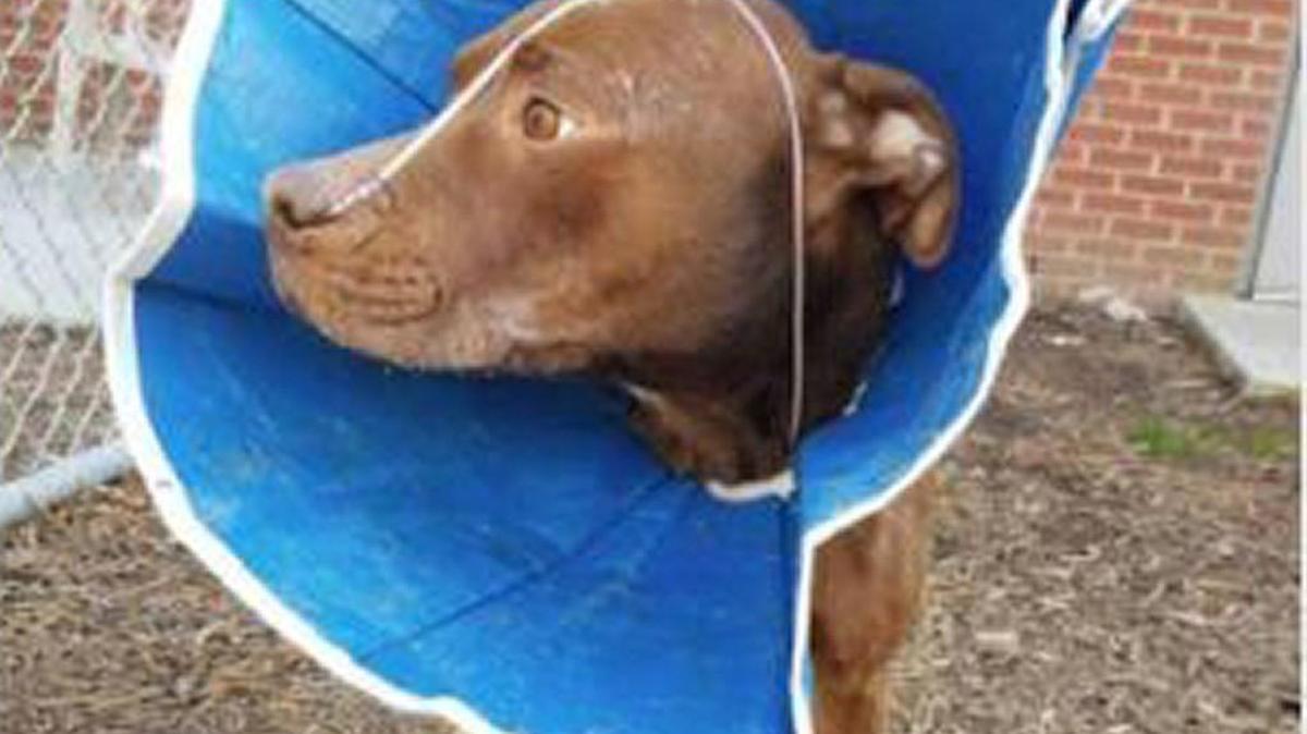 Briggs, a pitbull/lab mix, was found tied up without food or water in York Nov. 19.
