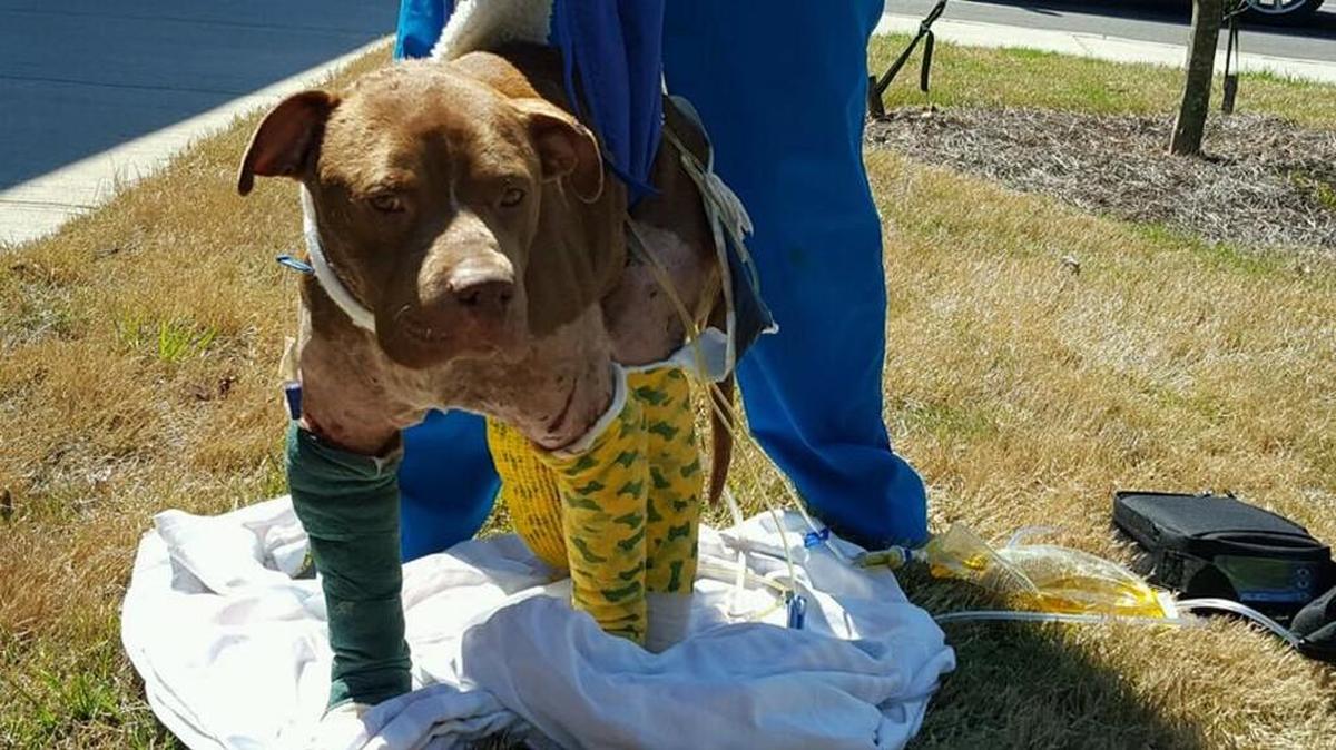 PETA is offering a reward for information leading to an arrest in the case of Rambo, the pit bull mix found severely injured in Rock Hill last week. The dog had gashes over much of his body and underwent a partial amputation of one of his back legs this week.