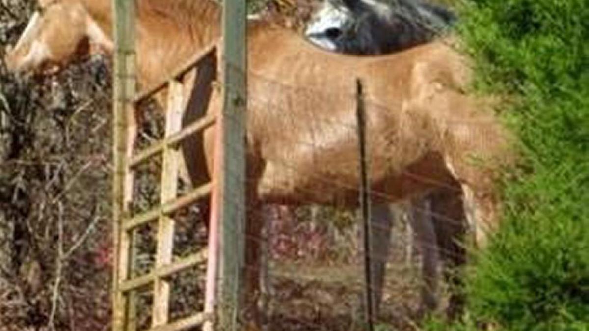 Lancaster County horse owners found their horse, Boss, dead Nov. 18 in their pasture on Old Church Road from an apparent gunshot wound to the head. PETA is offering a $5,000 reward for information leading to an arrest.