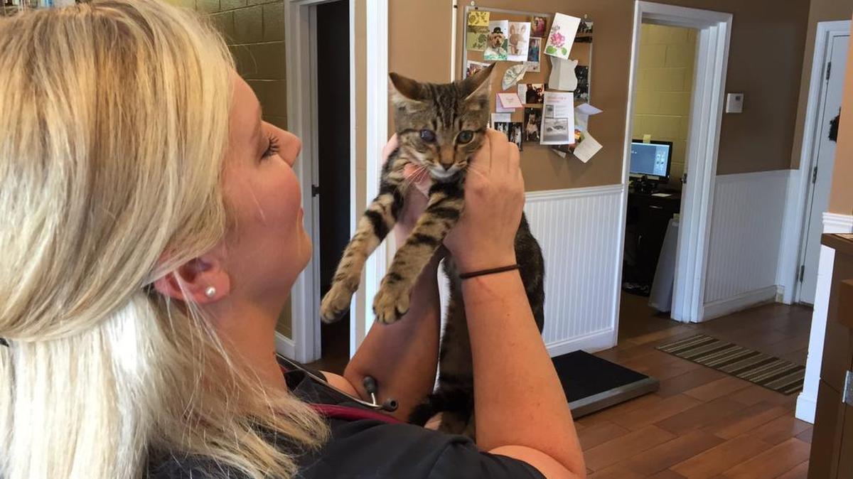 An arrest has been made in connection with the shooting of a kitten, now named Survivor.