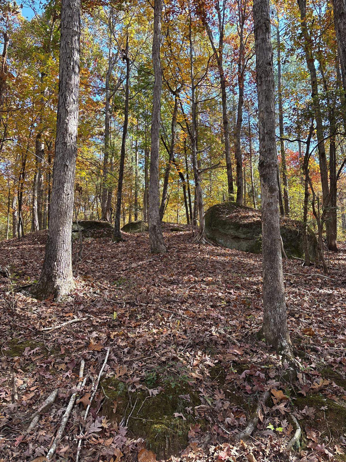 Much of the Hanging Rock Battlefield site in Lancaster County is overgrown. The property was named as one of the most endangered historic sites in the country.