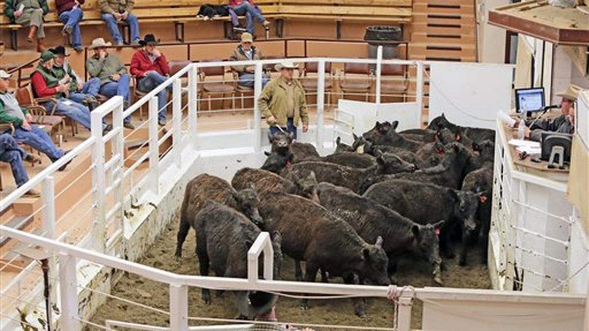 The York School District is considering a plan for an agricultural arena that would host events such as pig, calf and other livestock shows.