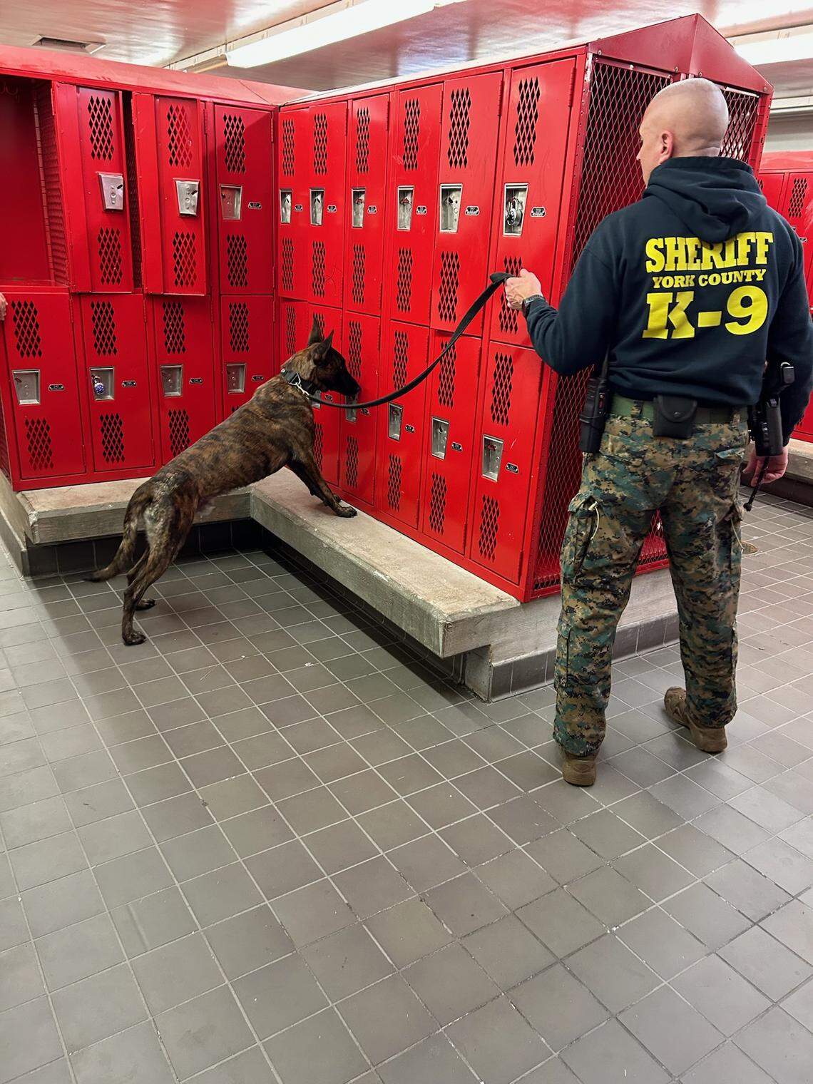 A York County Sheriff’s Office K-9 team performs a random safety screening in a Rock Hill School District facility. Enhanced safety screenings are the reason why weapon incident reports are higher in Rock Hill than in other areas, district officials say.