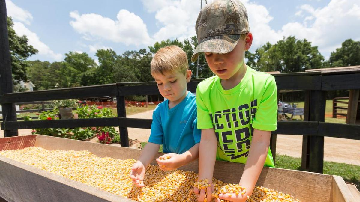 Paul and David Jeffries search corn in one of the many activities as Curtin Farms in Clover during Saturday’s Ag + Art Tour in York County. The tour continues today in York and Chester counties. Lancaster County joins the tour next weekend. For information, visit agandarttour.com. Look for more photos online at heraldonline.com.