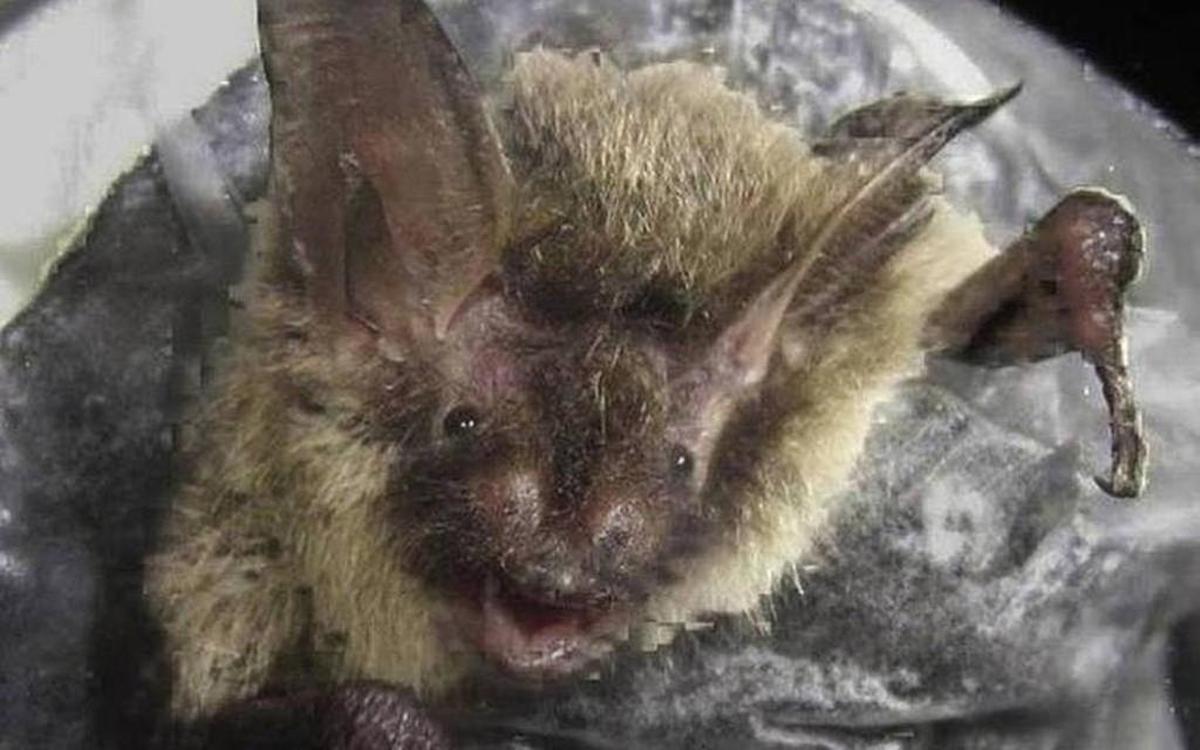 A close-up of a northern long-eared bat, which was recently moved to “threatened” status. Roadwork has begun to clear trees along Celriver Road in Rock Hill now that the bats are in their hibernation season.