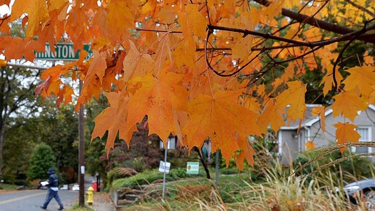 After months of stifling weather, Charlotte could finally see temperatures dip into the 40s next week for the first time this fall, meteorologists say. 