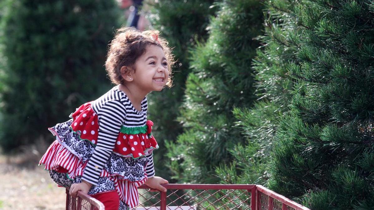 Cut down your own tree at the Penland Christmas Tree Farm in York County.