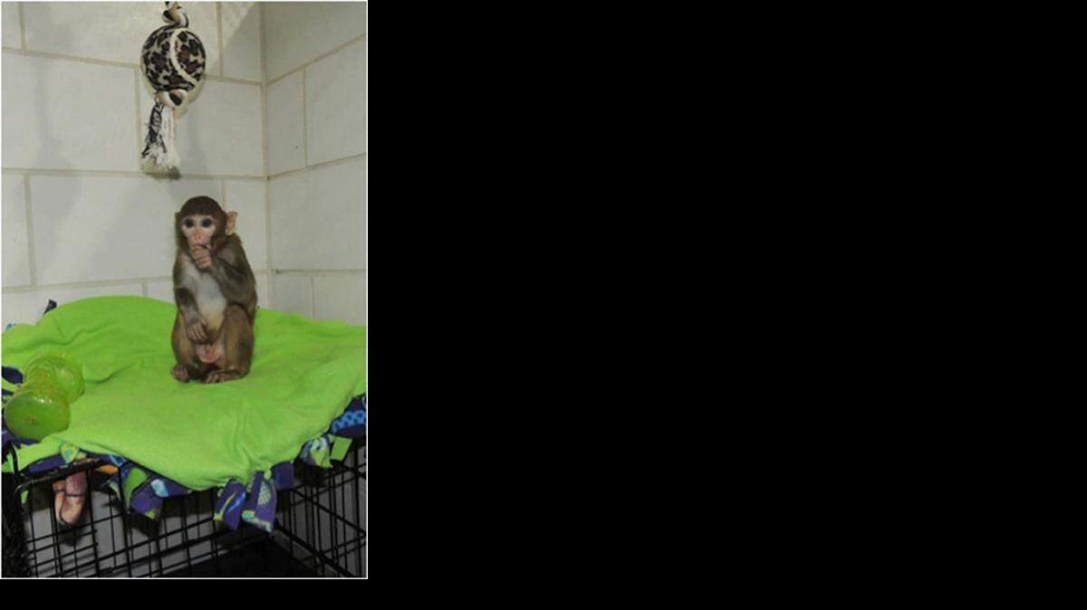 
Carter, a Capuchin monkey that bit a security guard at Carolinas Medical Center-University on Wednesday while trying to escape, was captured on Thursday. 
