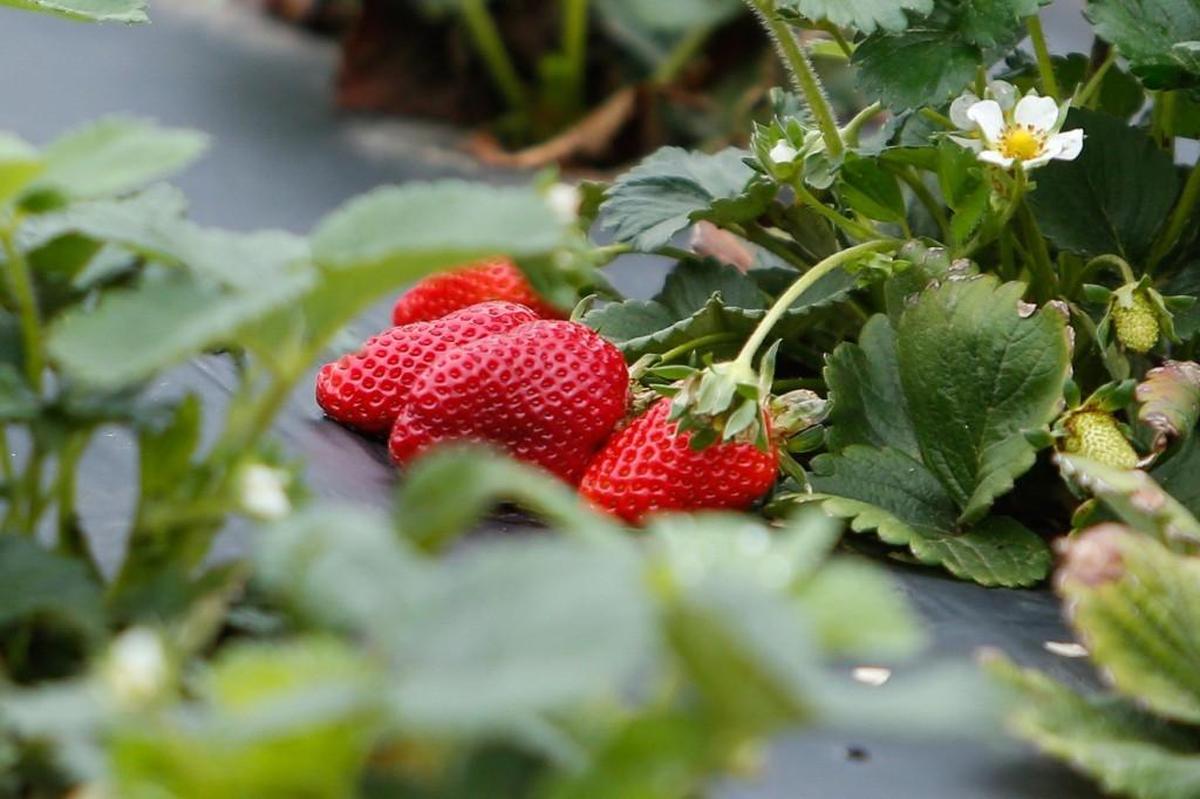 Ripe strawberries at Springs Farm in Fort Mill.