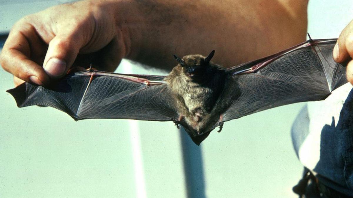 
Little brown bats are one of 15 species of bats found in SC.