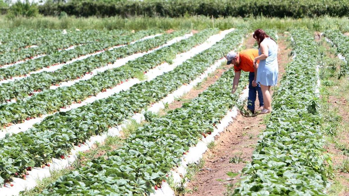 Bush-n-Vine’s Rock Hill stand is closed Saturday due to Hurricane Florence. In this file photo, customers pick their own strawberries at the farm.