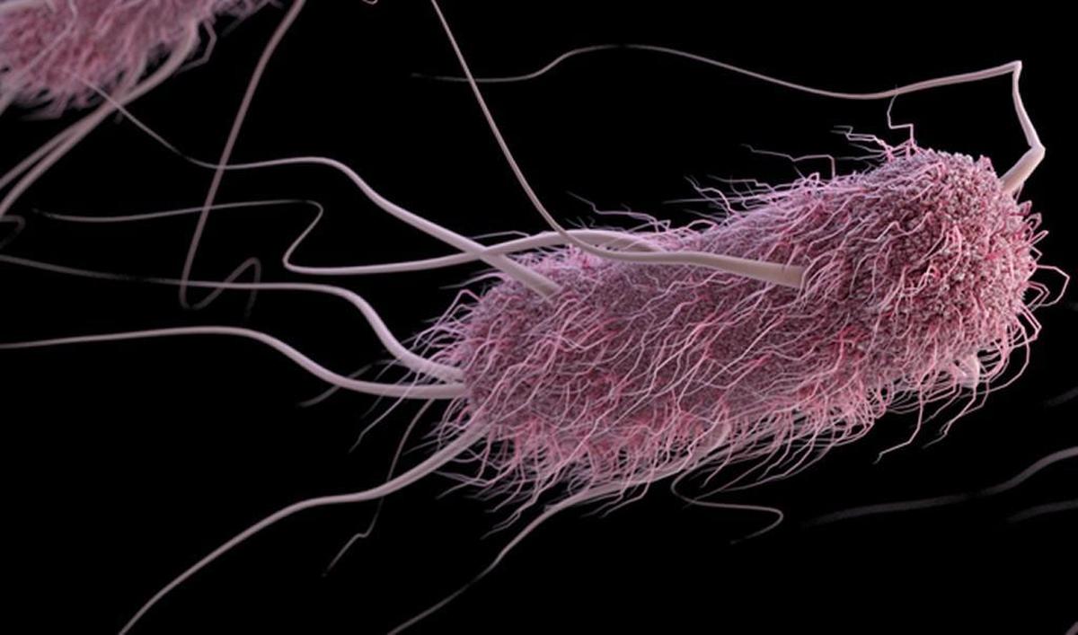 Escherichia coli are bacteria found in the environment, foods and intestines of people and animals.