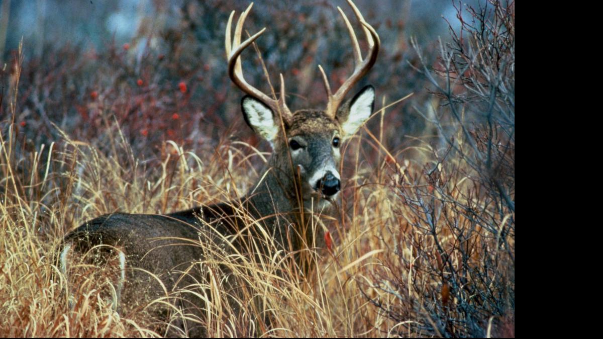 
White tail deer.
