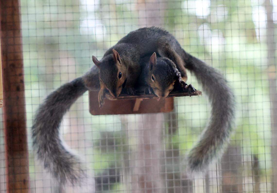 Two squirrels play in an enclosure at the Nutty By Nature Squirrel Rescue.