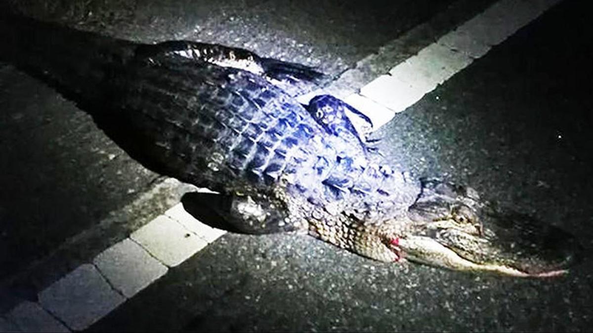 A 5-foot alligator was hit by a car in western York County and later died.