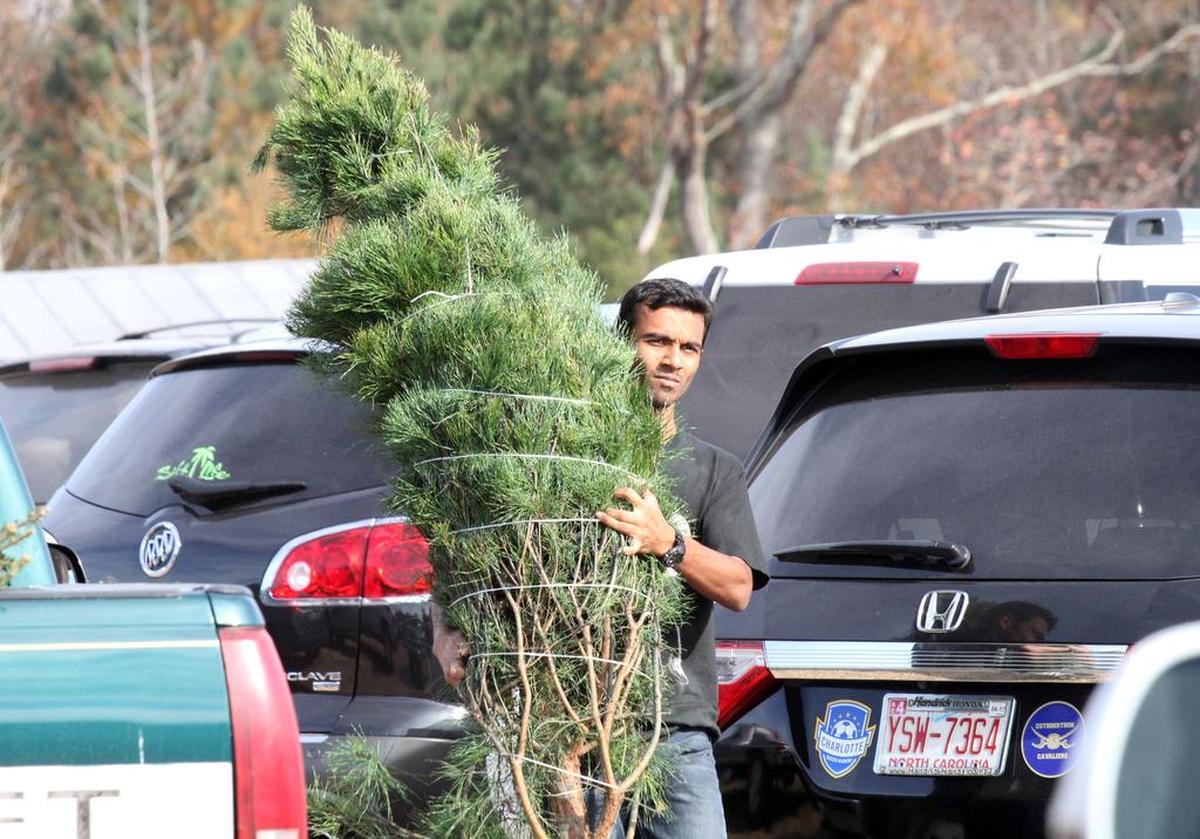A man carries a Christmas tree to his car at Penland Christmas Tree Farm in this file photo.