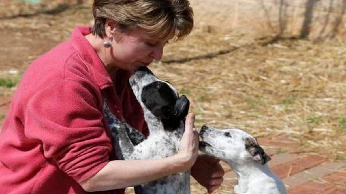 
Puppies at the Humane Society of York County. Chairman of the board Mary Beth Knapp plays with Patience, left, and Scout, right , two Catahoula mix puppies. 
