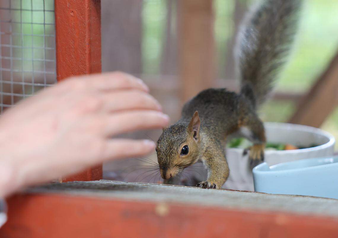 Katherine Rigby interacts with a squirrel in an enclosure at her Fort Mill home earlier this month. Rigby is a co-founder of Nutty By Nature Squirrel Rescue based in Rock Hill.
