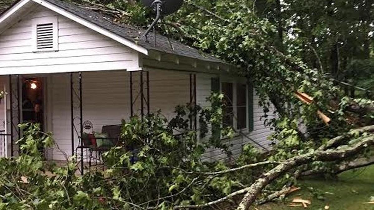 High winds during Monday’s storm toppled multiple trees in Lancaster County, including this one on McCowan Lane.