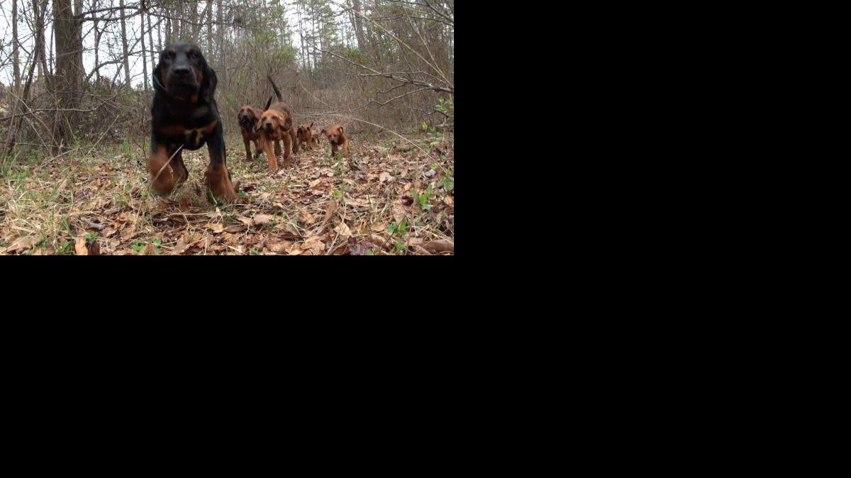 
Seven bloodhound puppies have begun their training at the York County Sheriff’s Office.
