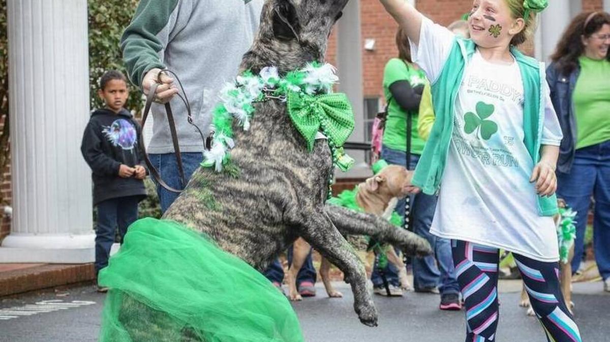 Murphy the English Mastiff shows off at the St. Patrick’s Day Festival dog show in downtown Clover, in this Herald file photo. Murphy won first place in the St. Patrick’s Pooch division for best dressed.