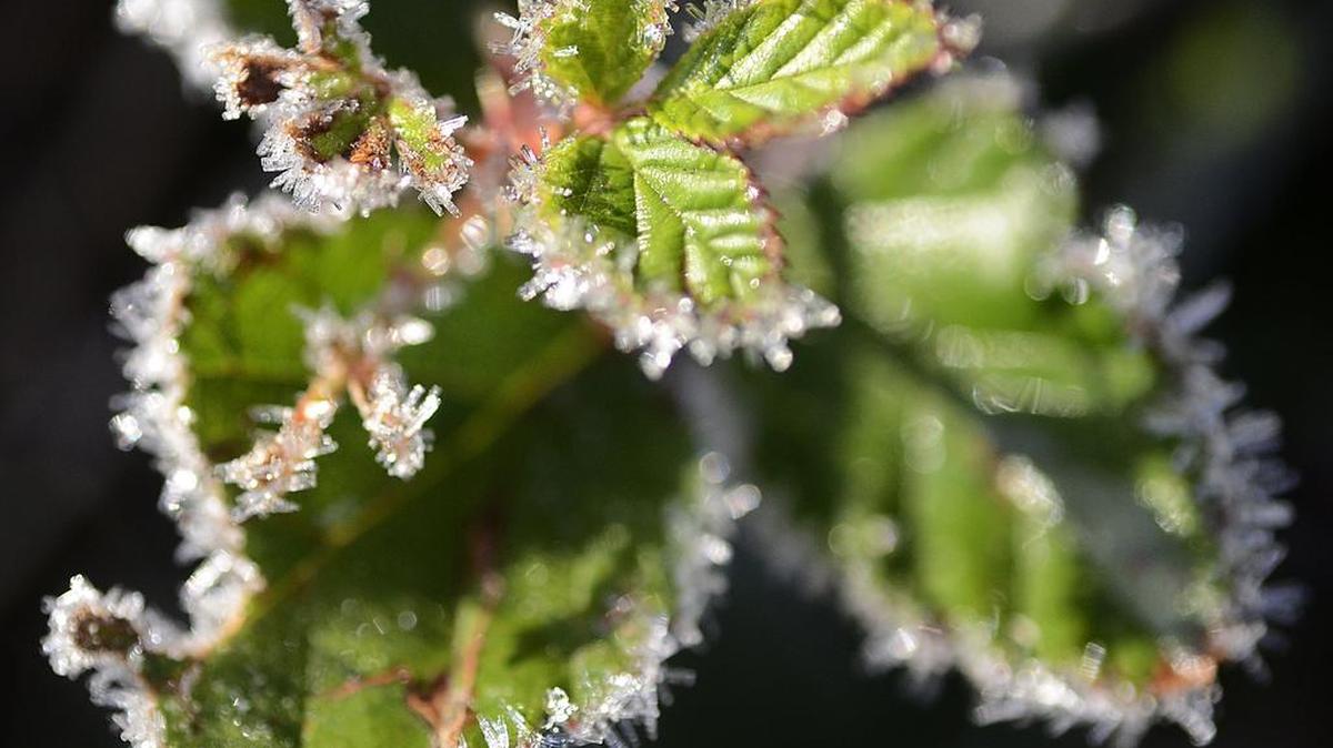 Temperatures in Charlotte late Saturday and early Sunday could kill your plants, National Weather Service meteorologists warned in a frost advisory.