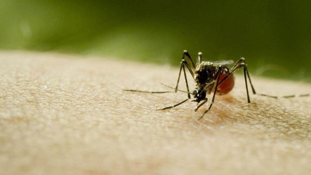 A still from “Mosquito” shows an aedes aegypti, an insect capable of carrying multiple diseases. S.C. health officials have confirmed 11 cases of West Nile virus in humans so far this year.