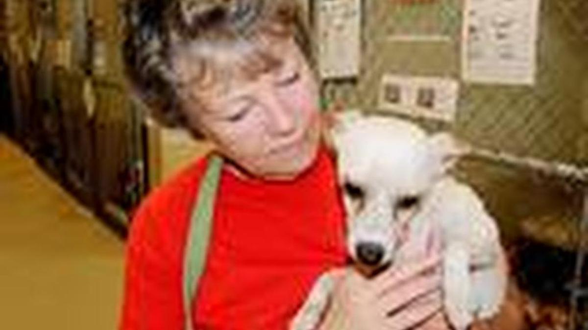Volunteer Robin King spends time with a small dog available for adoption at the York County Animal Shelter.