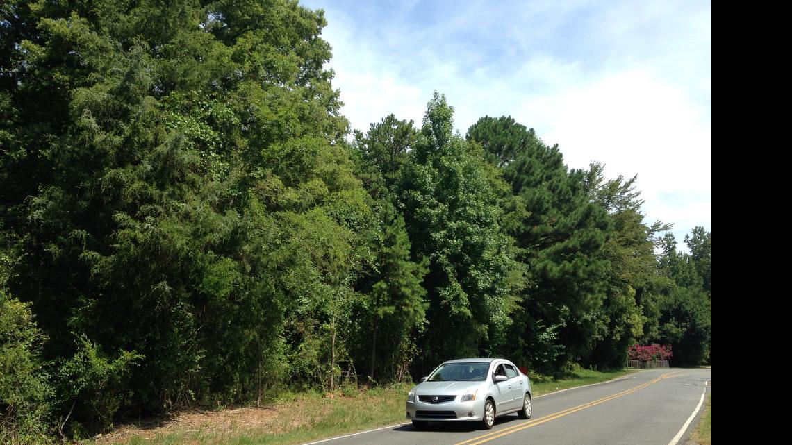 
This wooded stretch of Bird Street, between Anderson Road and University Drive, is where Rock Hill Muslims want to establish a cemetery. 

