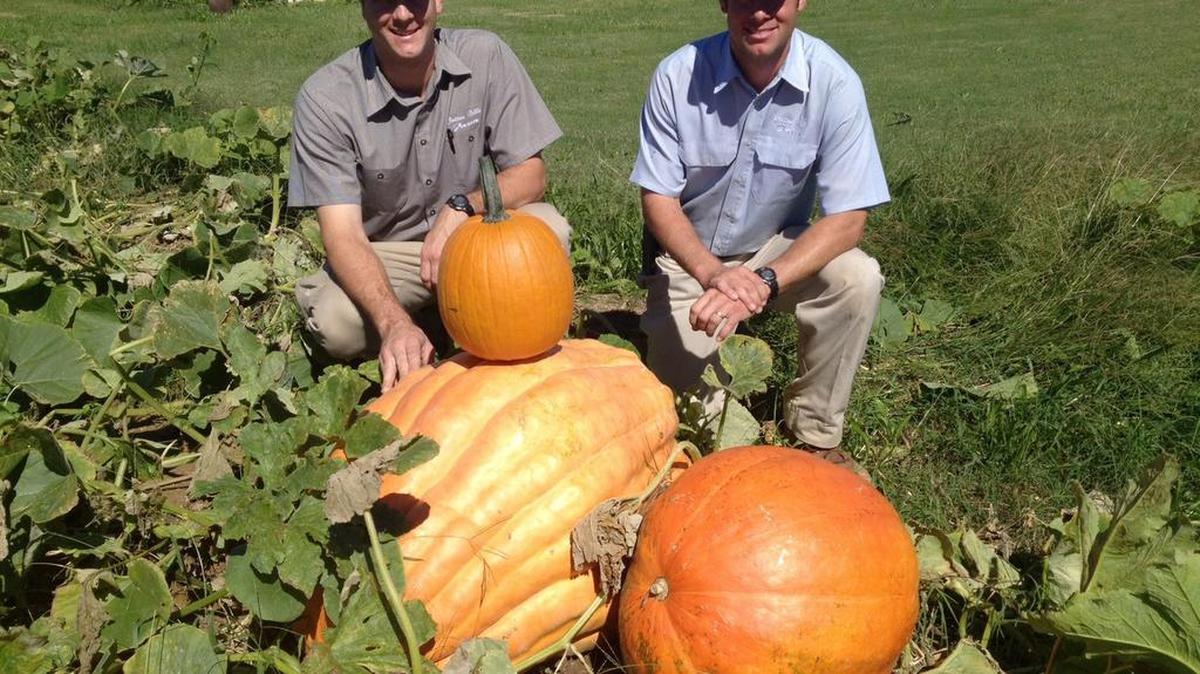 
Jeb Wilson, left, and Pete Wilson kneel with pumpkins ranging in weight up to 250 pounts they grew at their Cotton Hills Farm in Lowrys.
