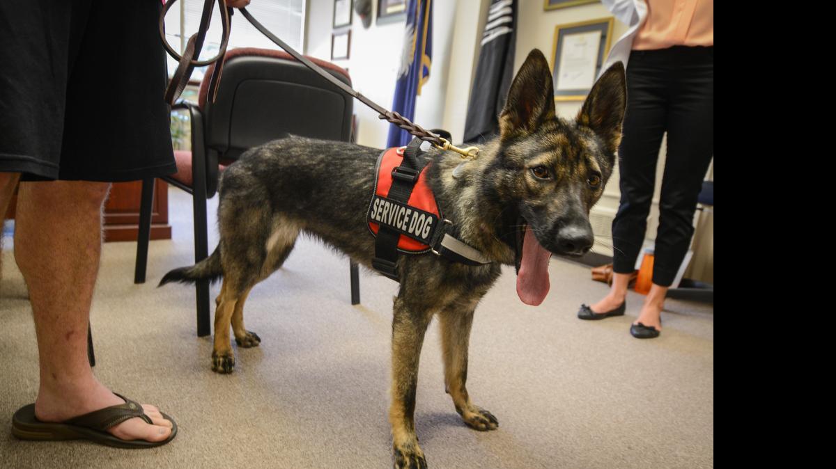 
Misha, a 9-month-old European Shepherd, stands ready to aid her new owner, US Army veteran Michael Snipes. (Photo by ROB UPTON) 
