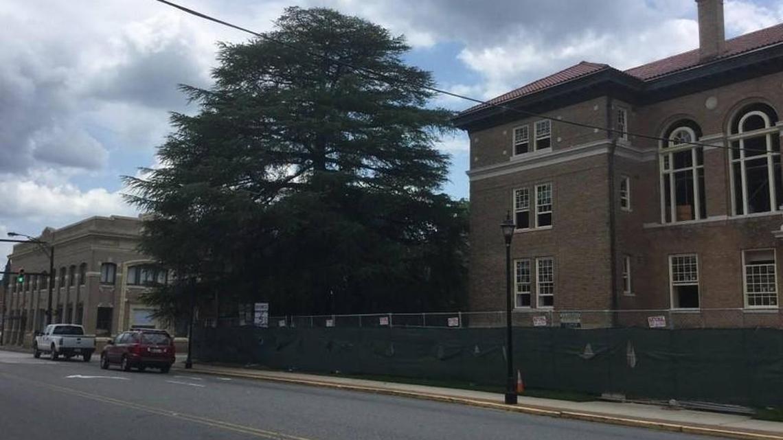 York County officials wanted to cut down the massive tree next to the county courthouse that for decades has been the city and county’s Christmas tree, citing safety and economic reasons.