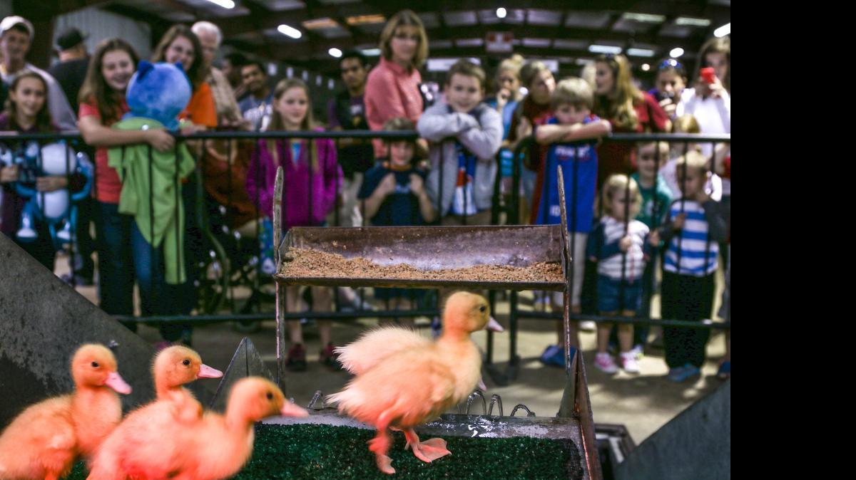 
The duck slide at the South Carolina State Fair has entertained fair goers for more than 50 years. 
