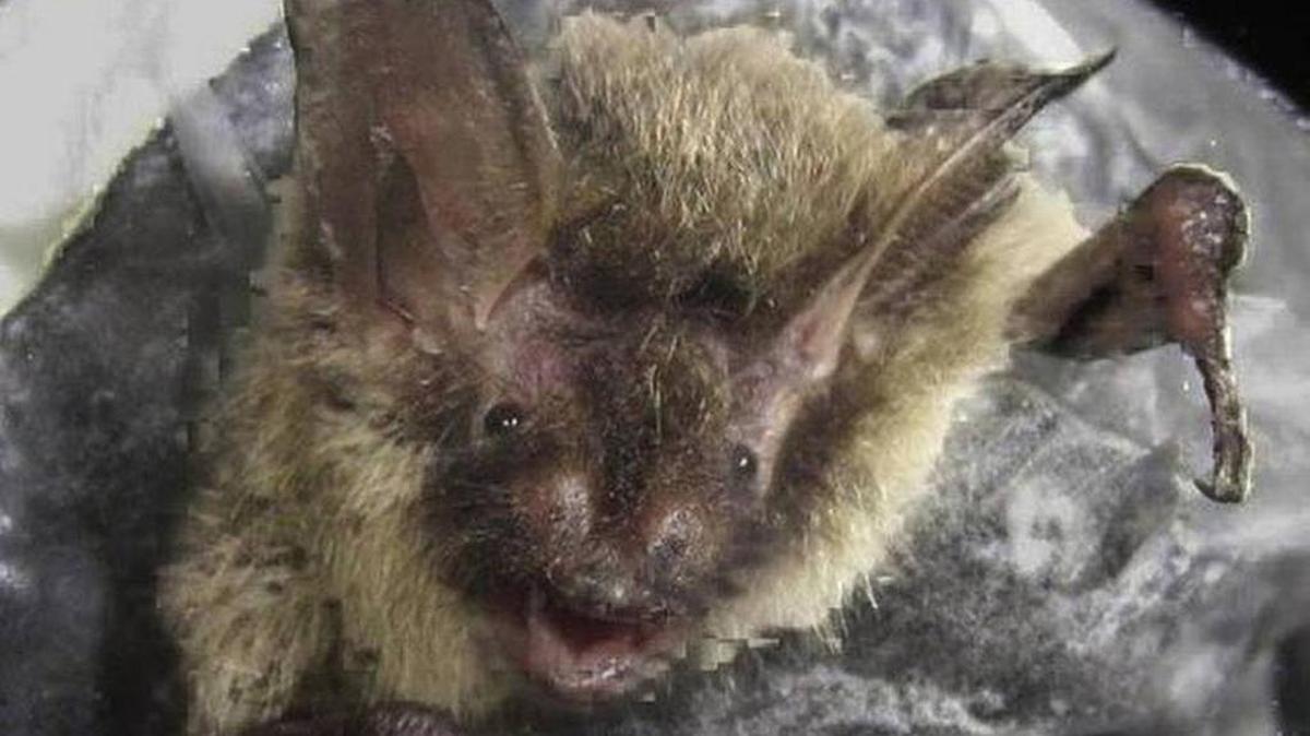 
A close-up of a northern, long-eared bat, which was recently moved to “threatened” status. The presence of the bat in the Upstate is affecting local road work.
