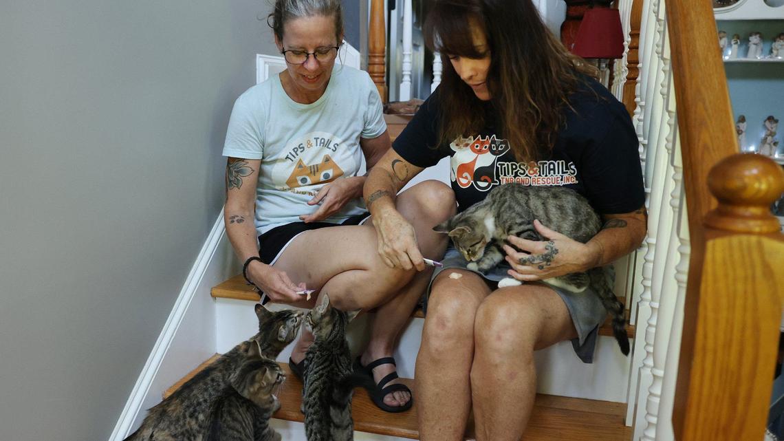 Overpopulation of stray cats and dogs floods the York County area