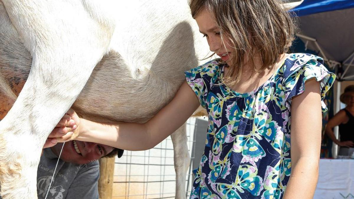 Dave Cole shows Hannah Cantrell, 10, of Rock Hill how to milk a goat as Fishing Creek Creamery of Chester County during the 2014 Catawba Regional Ag + Art Tour.