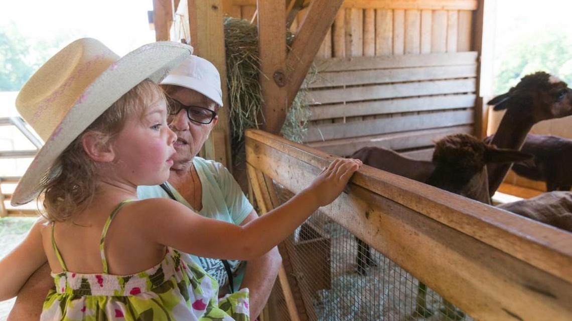 Amelia Solar, 3, is enchanted by the alpacas at Curtin Farm during the York County Ag + Art Tour last June. The York County Council is considering the purchase of a 1,900-acre property on the Catawba River for $21 million to develop as an agritourism and recreation site.