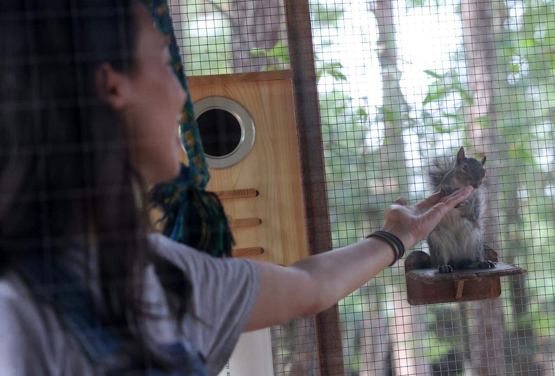 Katherine Rigby interacts with a squirrel in an enclosure at her Fort Mill home earlier this month. Rigby is a co-founder of Nutty By Nature Squirrel Rescue based in Rock Hill.