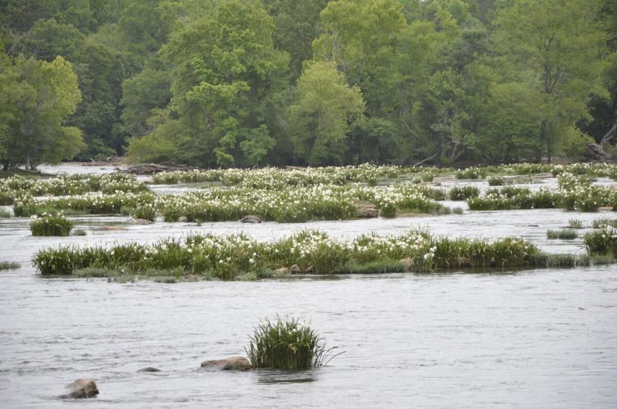Each May, Landsford Canal State Park hosts Lilyfest, a celebration of the rare Rocky Shoals Spider Lilies that bloom in the Catawba River.