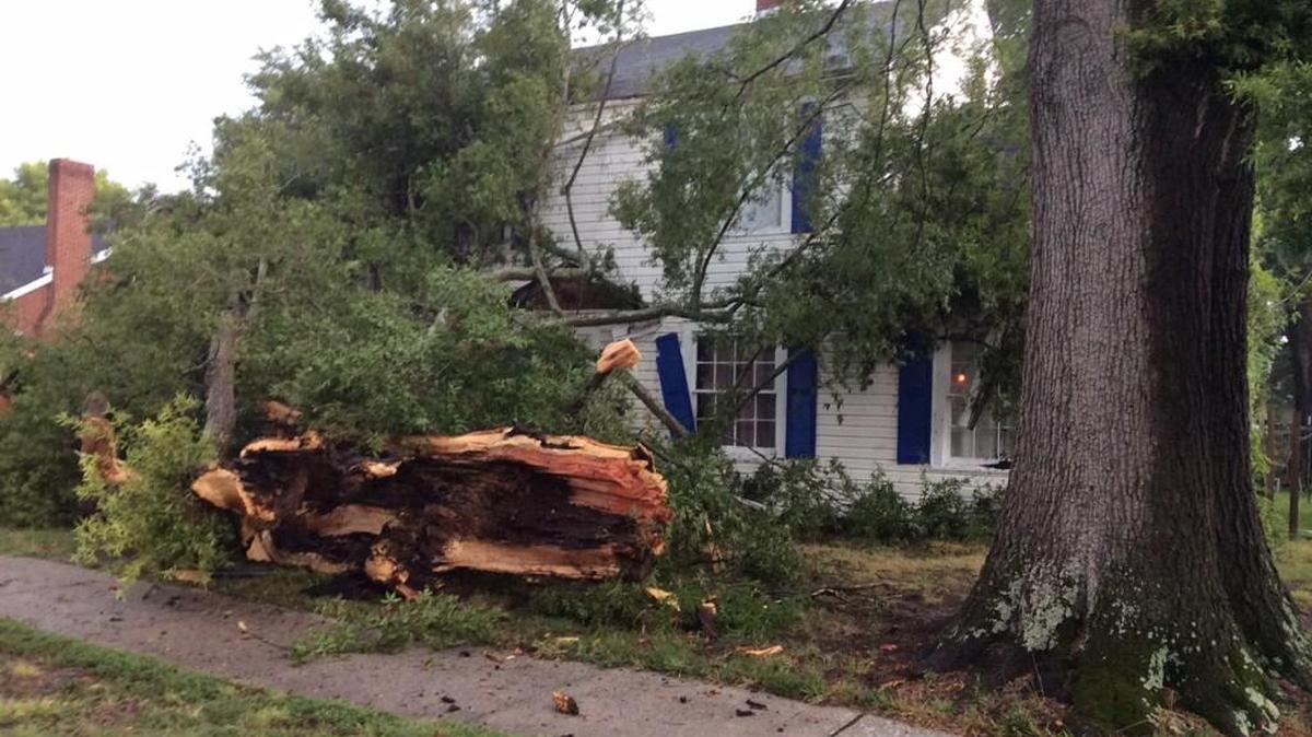 Rock Hill fire officials said a tree fell on East White Street Sunday.