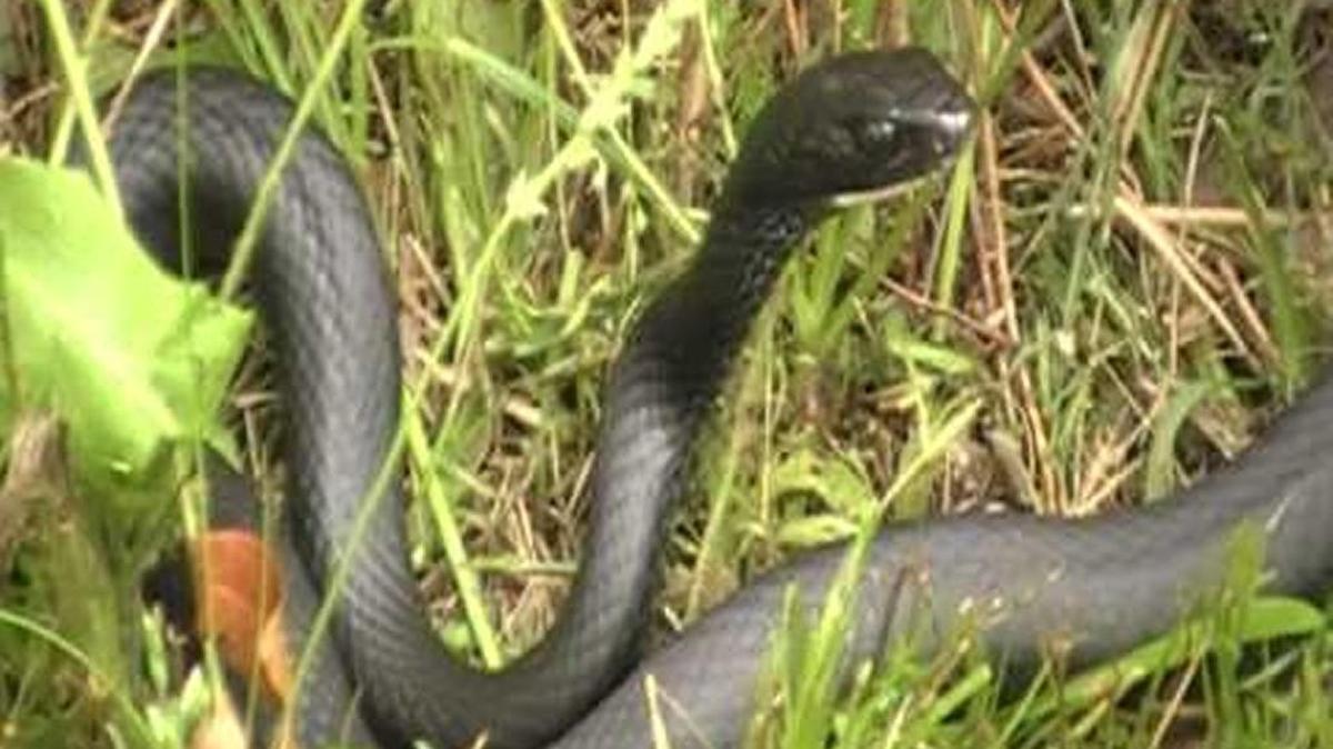 A pair of black snakes were to blame for Friday’s temporary power outage in Rock Hill.