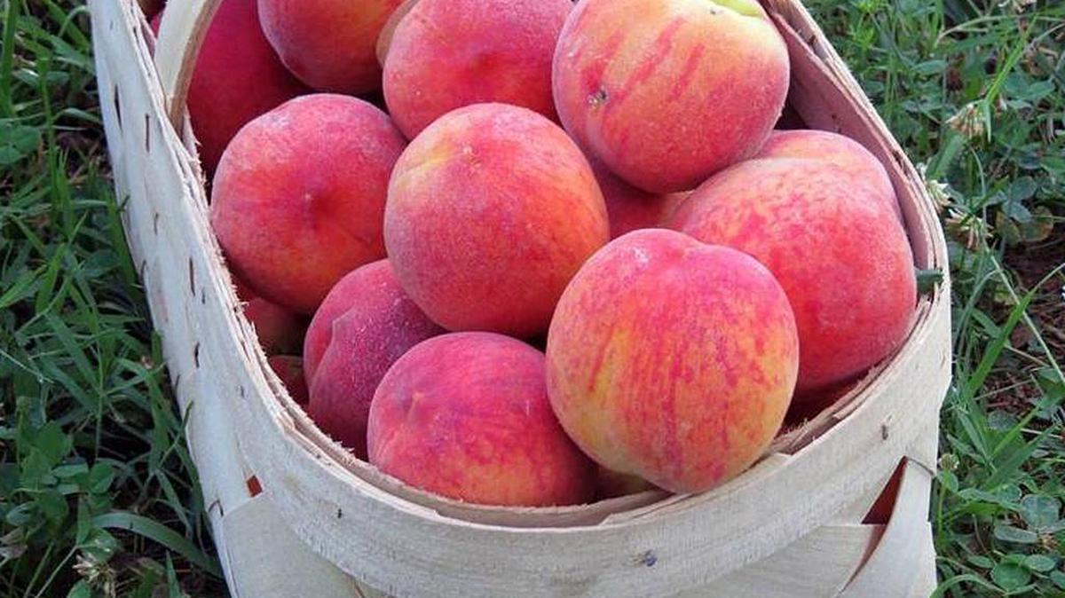 It will be late summer before we know the total impact the March coldsnap had on Upstate peach farms.